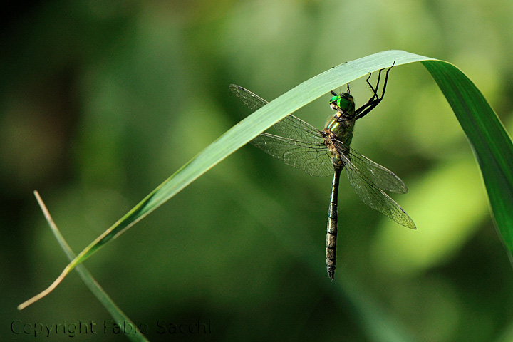 Somatochlora meridionalis